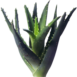 aloe_1.jpg
