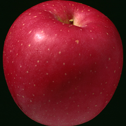 apple_red_02.jpg