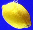 fruit_04.jpg